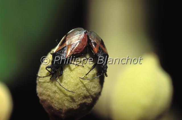 anthocoris.JPG - Accouplement d'Anthocoris sp. sur tilleulHemiptera, AnthocoridaeFrance